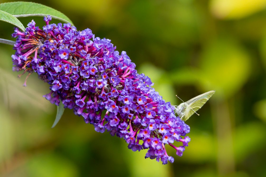 "Small White Butterfly" stock image