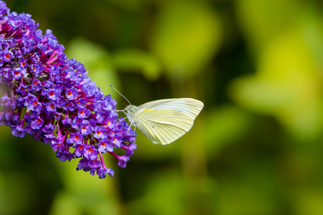 "Small White Butterfly" stock image