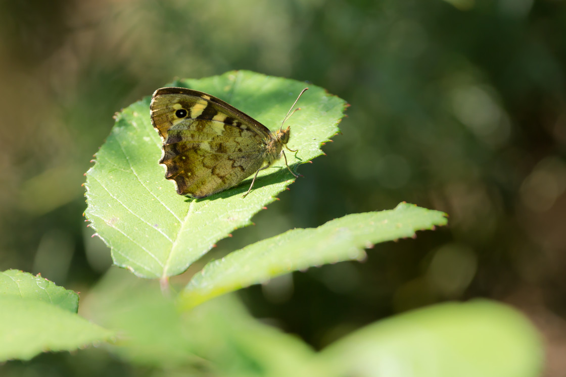 "Speckled Wood Butterfly" stock image