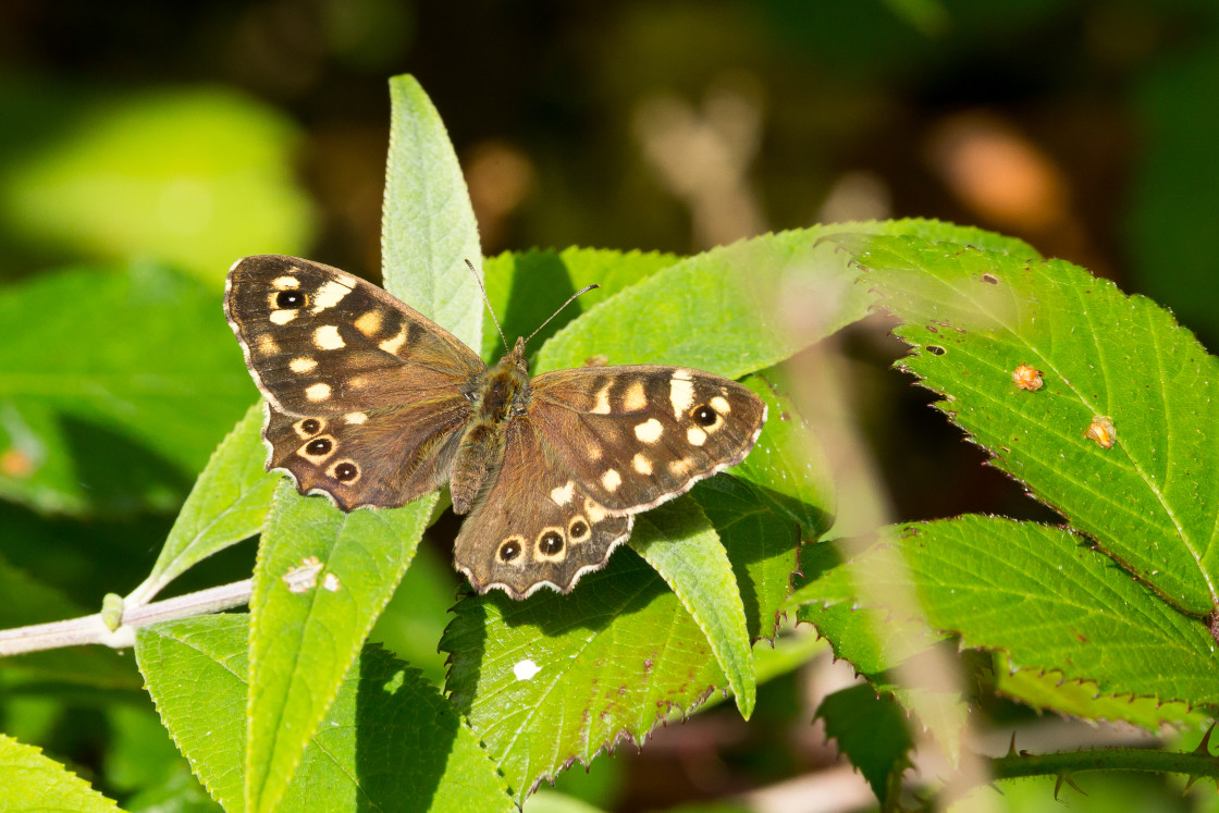 "Speckled Wood Bbutterfly" by Gordon England - $12.55 "Speckled Wood Bbutterfly" stock image
