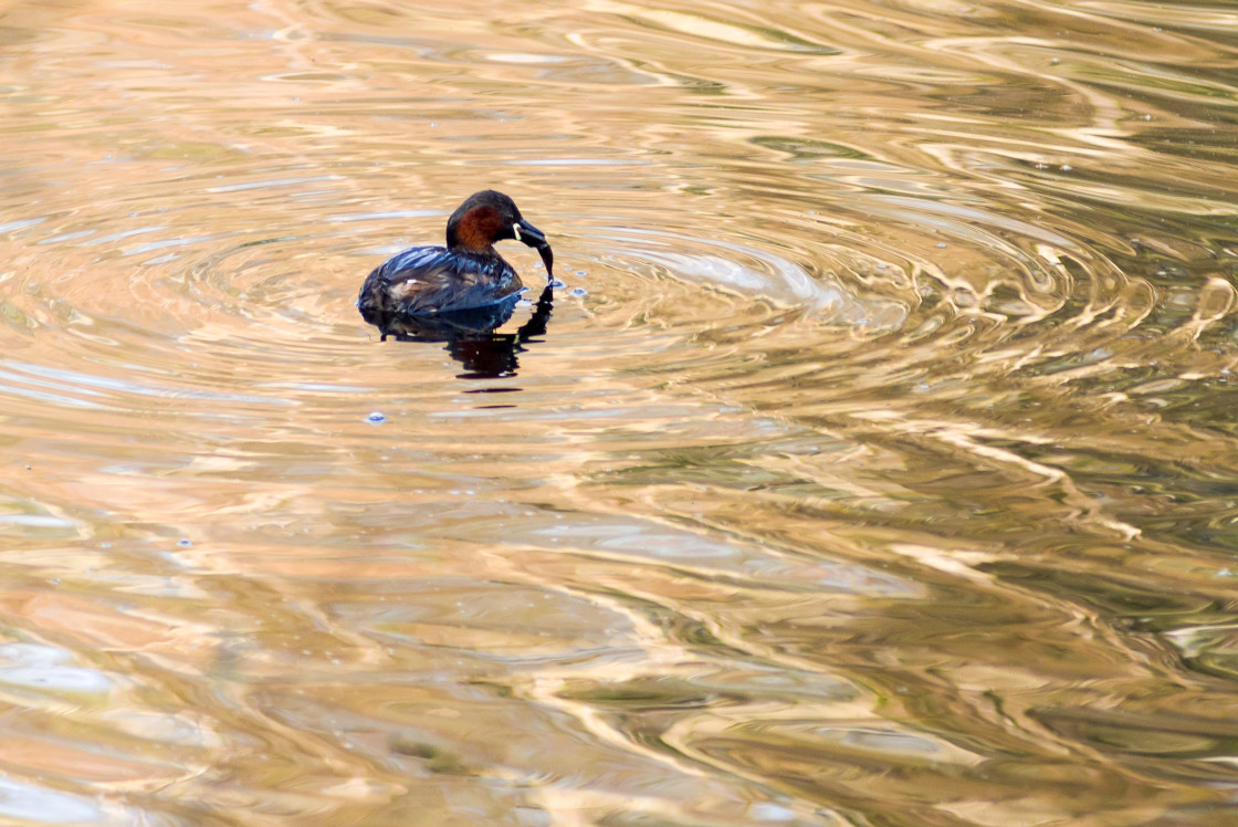 "Little Grebe" stock image