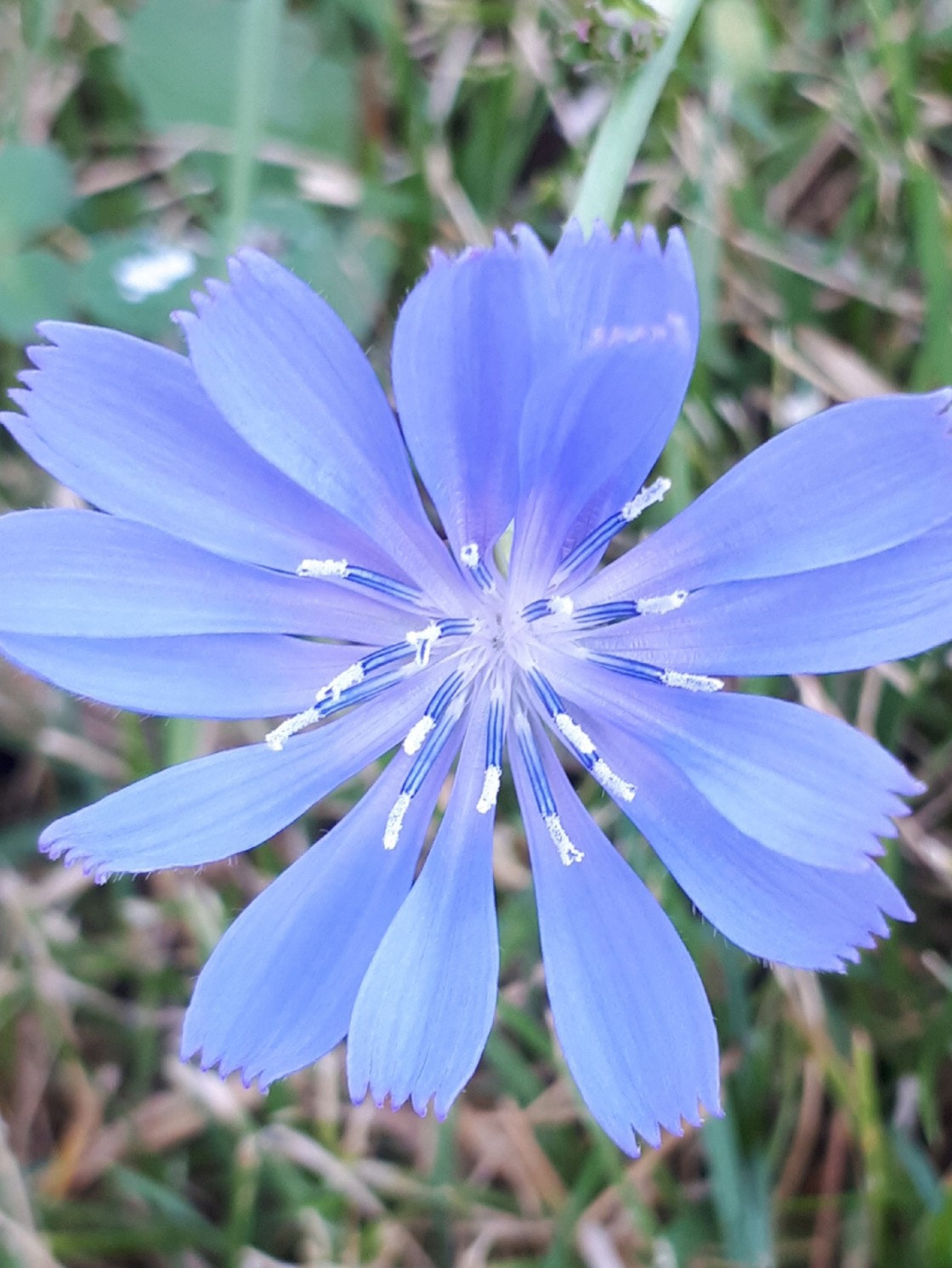 "Blue Beauty" stock image