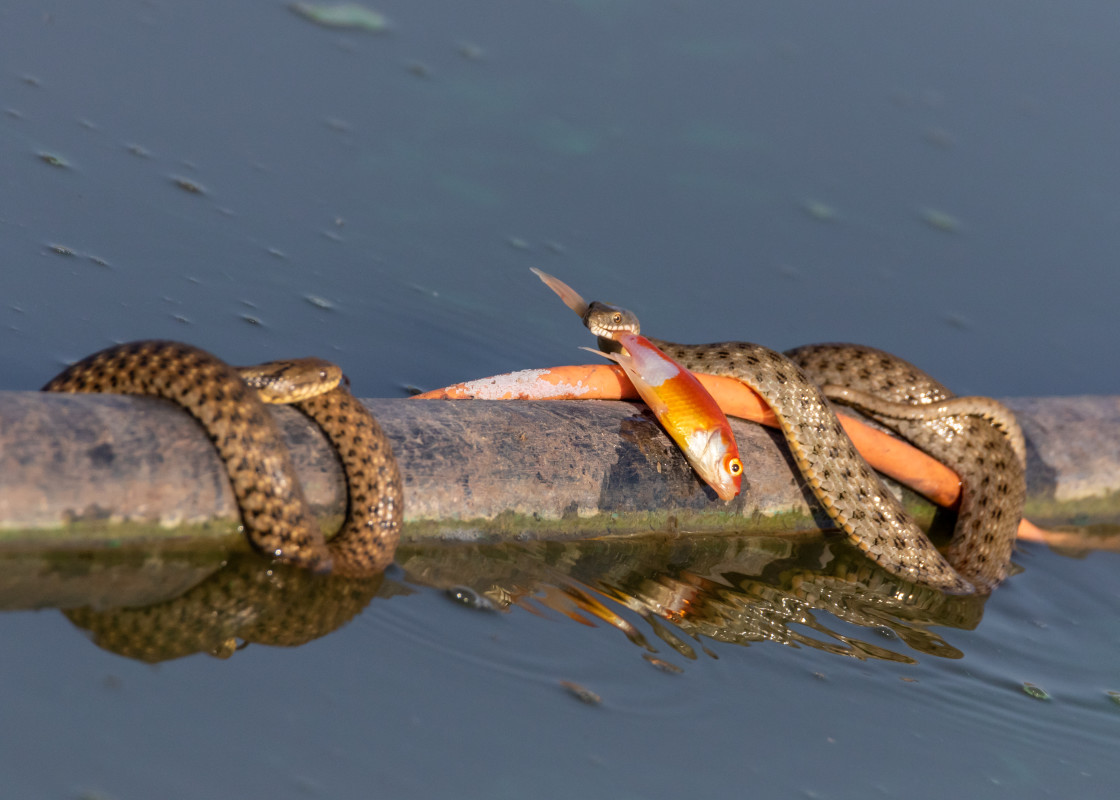 "I have a goldfish.." stock image