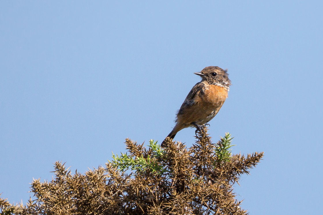 "Stonechat Female Bird" stock image