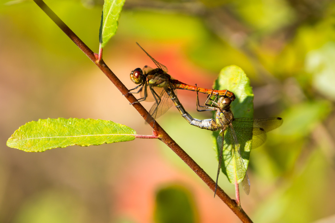 "Dragonfly Mating Pair" stock image