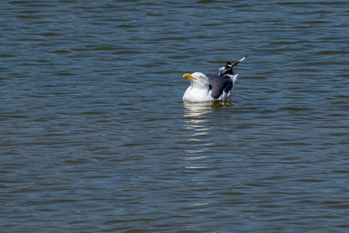 "Gull keeping Cool" stock image