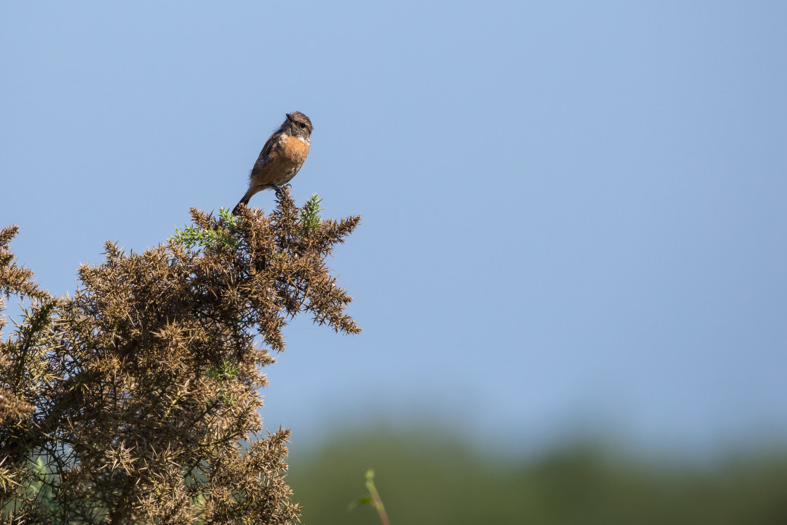 "Stonechat Female Bird" by Gordon England - $12.56 "Stonechat Female Bird" stock image