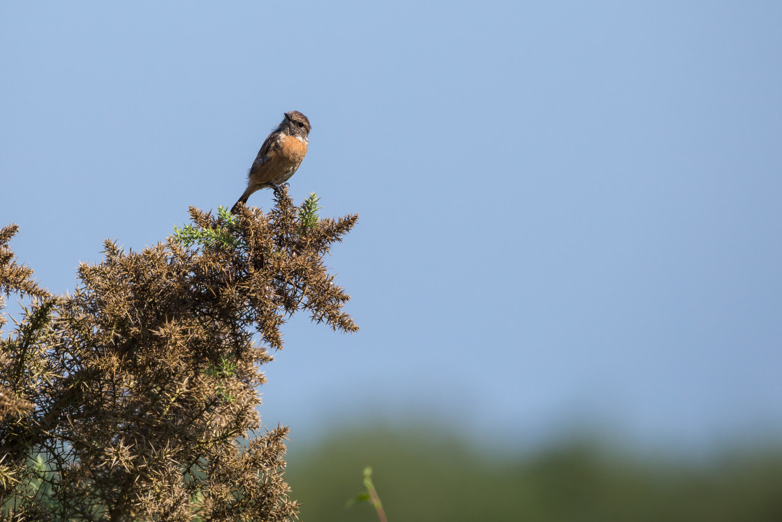 "Stonechat Female Bird" stock image