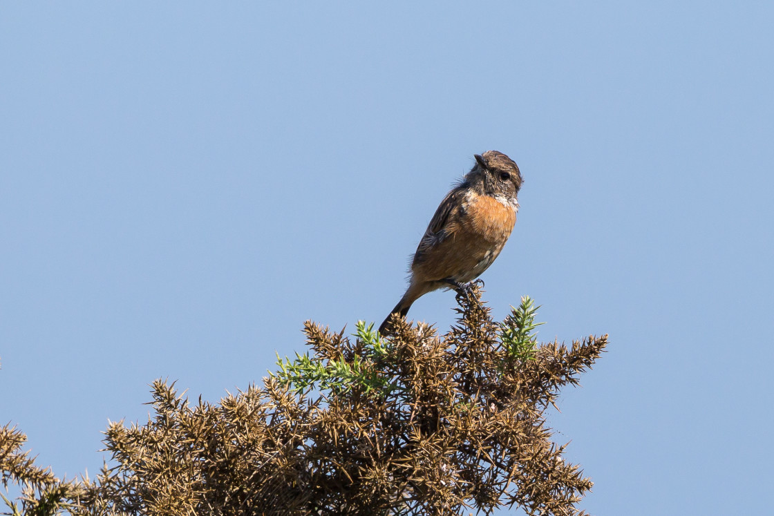 "Stonechat Female Bird" stock image