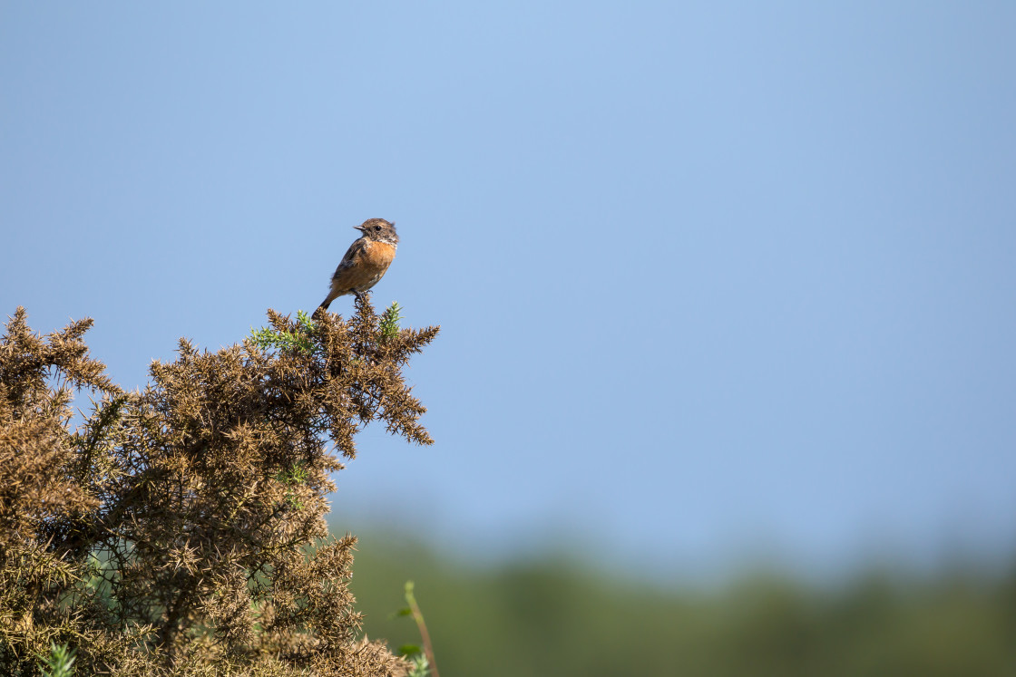 "Stonechat Female Bird" stock image