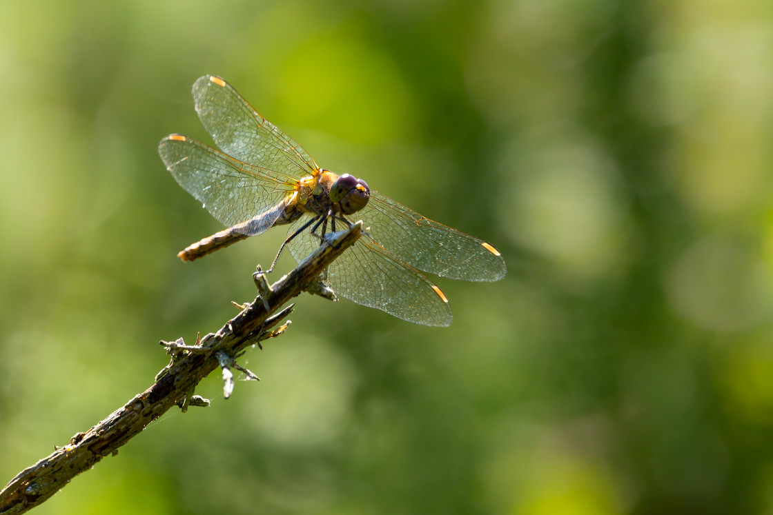 "Common Darter" stock image