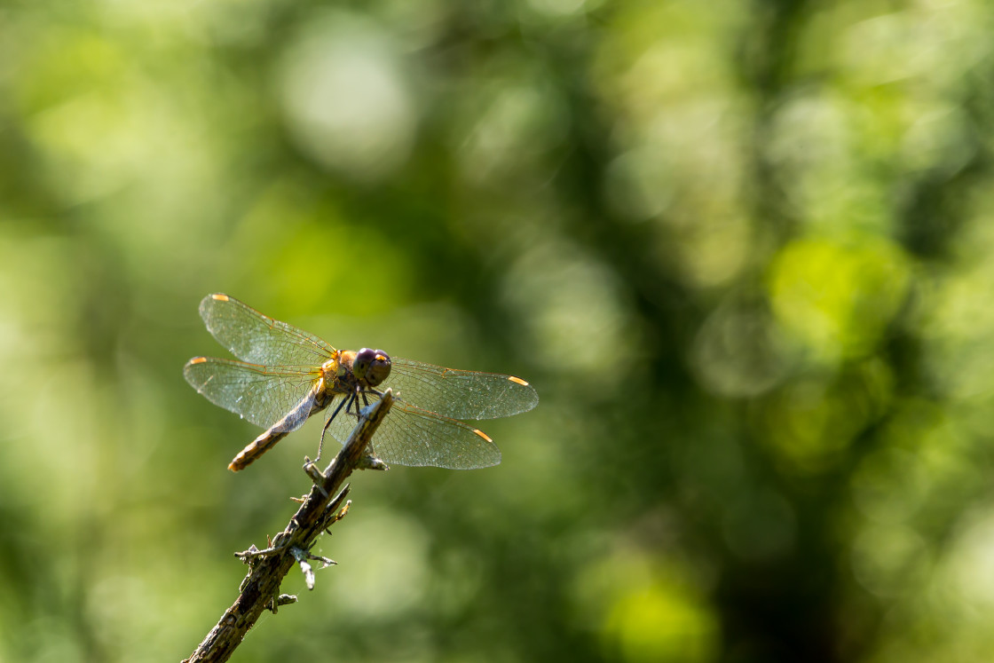 "Common Darter" stock image