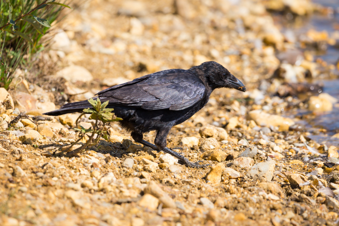 "Carrion Crow with Snack." stock image