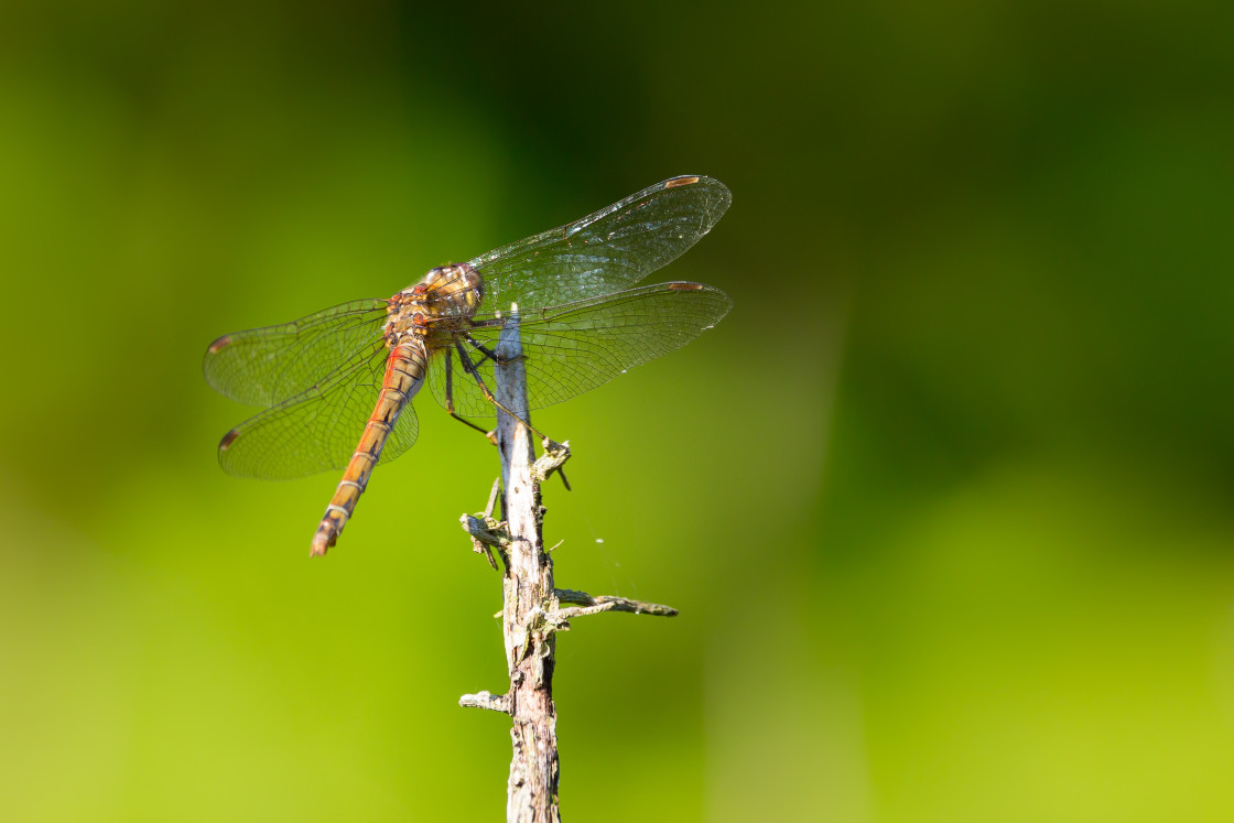 "Common Darter" stock image