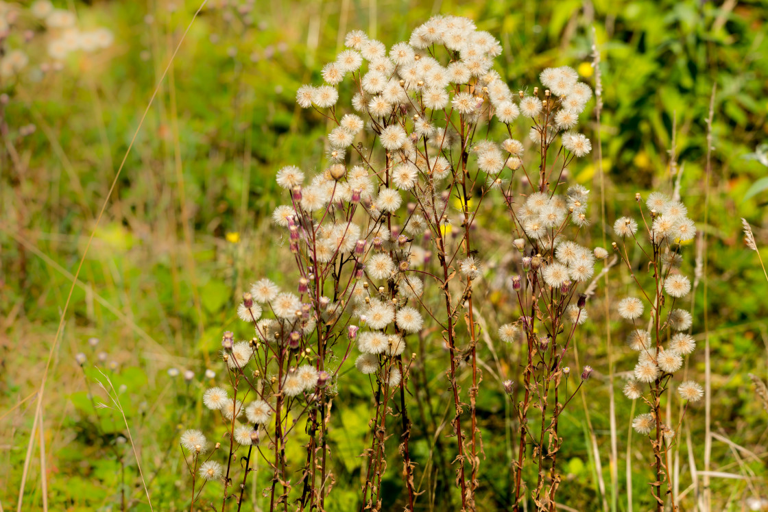 "Blue Fleabane" stock image