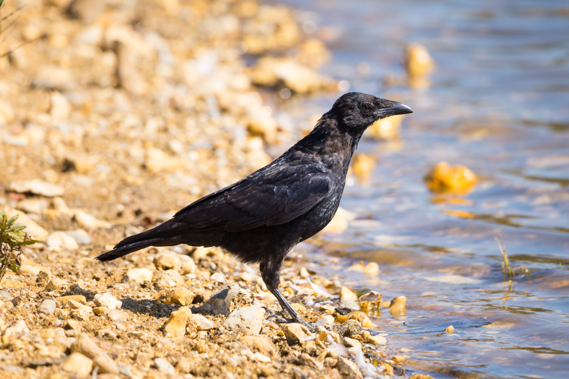 "Carrion Crow" stock image