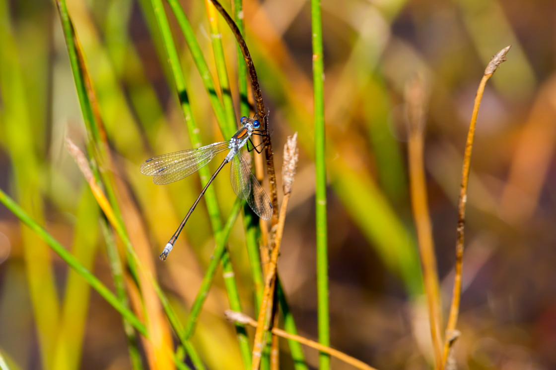 "Emerald Damselfly" by Gordon England - $12.57 "Emerald Damselfly" stock image