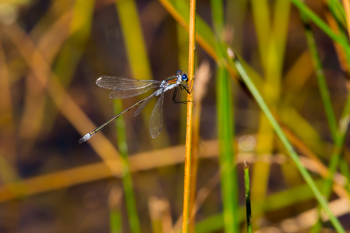 "Emerald Damselfly" by Gordon England - $12.57 "Emerald Damselfly" stock image