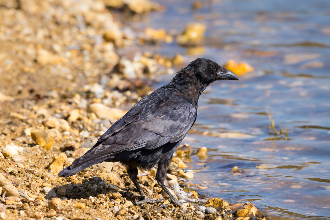 "Carrion Crow" stock image