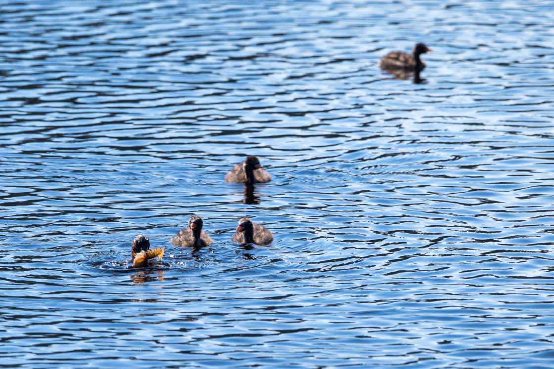 "Little Grebe Family" stock image