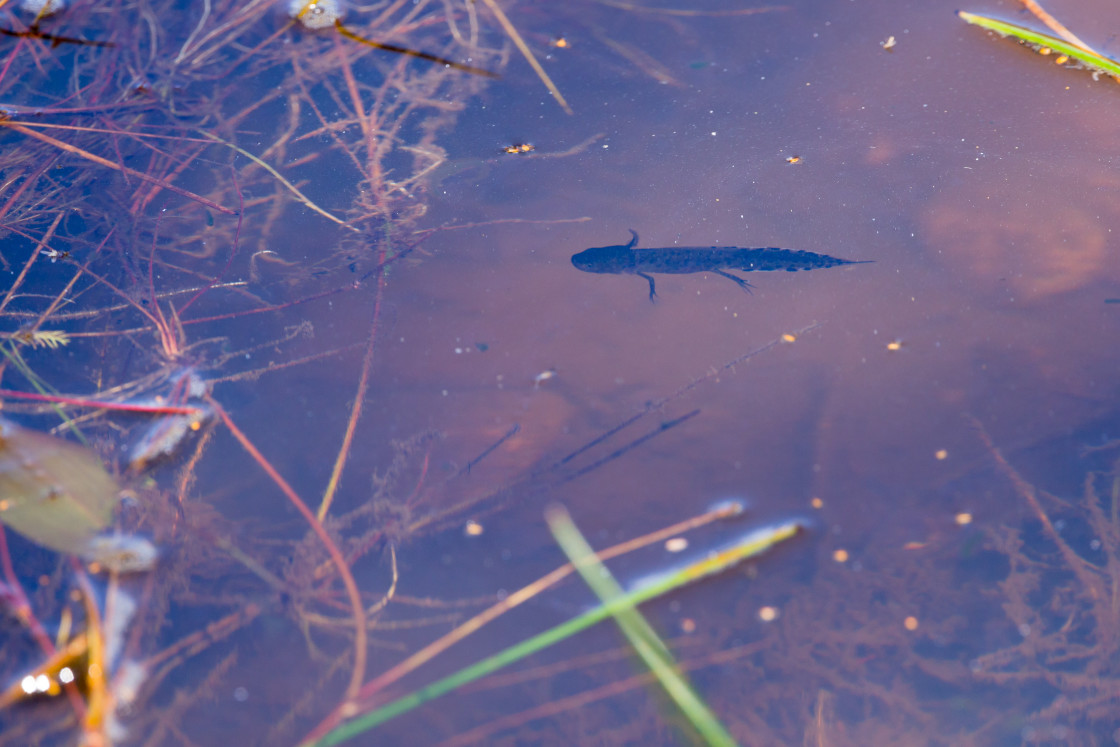 "Great Crested Newt Larvae" stock image