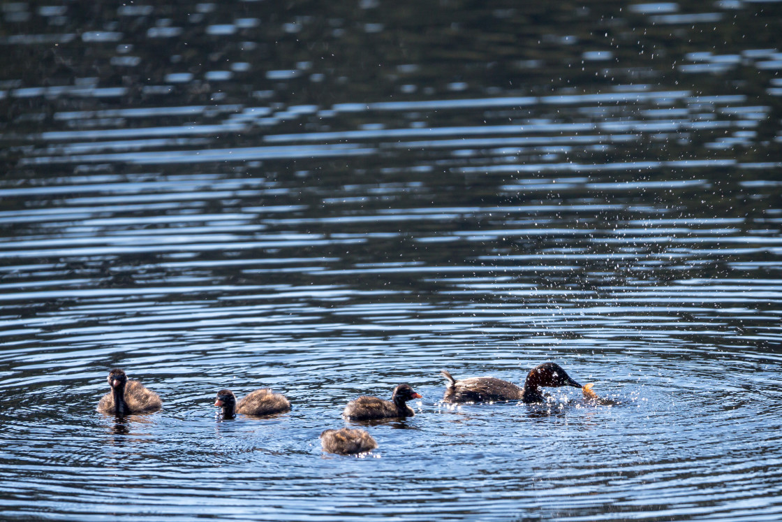 "Little Grebe Family" stock image