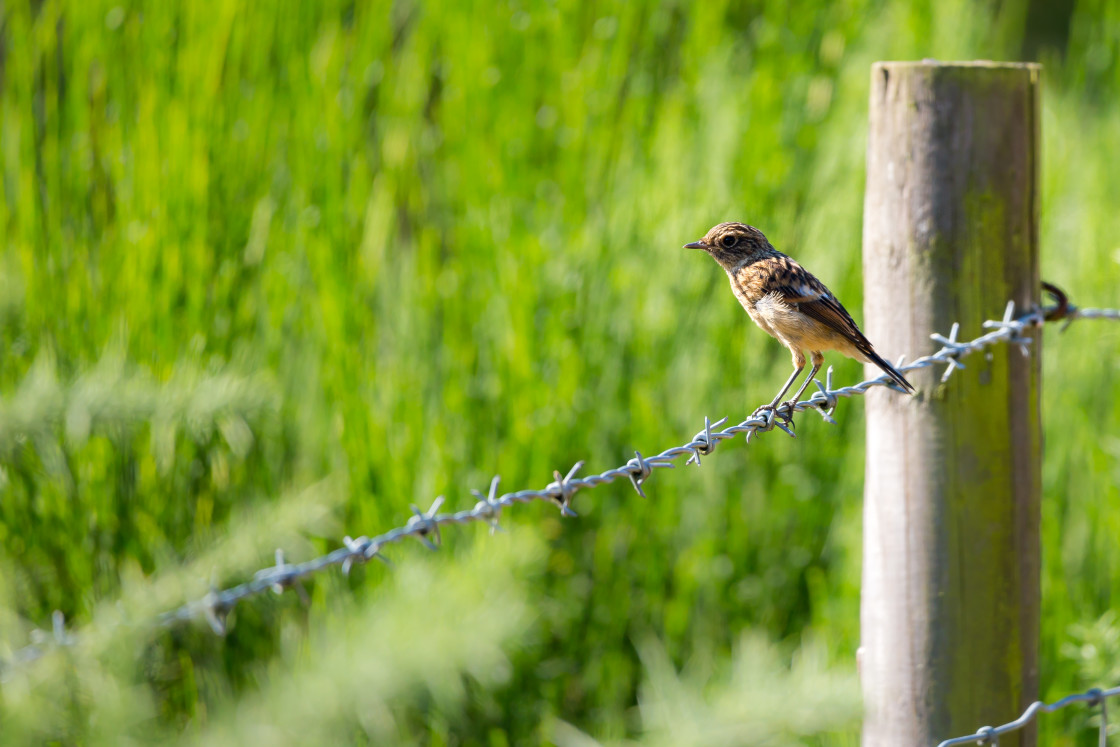 "Stonechat" stock image