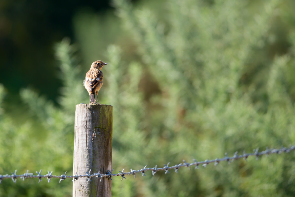 "Stonechat" stock image