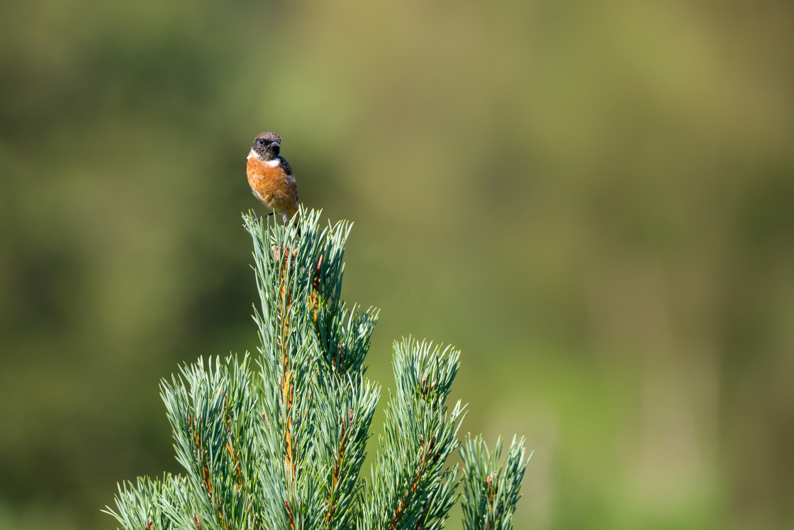 "Stonechat" by Gordon England - $12.70 "Stonechat" stock image
