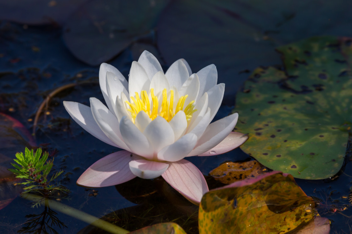 "Water Lily Flower" stock image