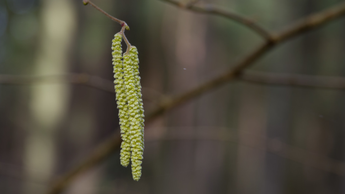 "Hazel Catkins" by Gordon England - $12.56 "Hazel Catkins" stock image