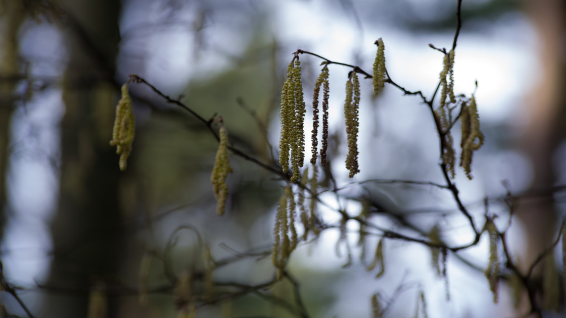 "Hazel Catkins" by Gordon England - $12.56 "Hazel Catkins" stock image