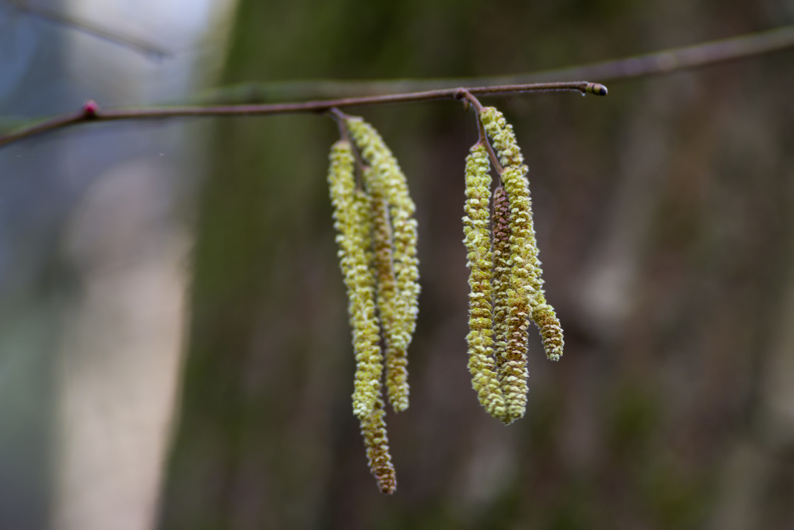 "Hazel Catkins" by Gordon England - $12.56 "Hazel Catkins" stock image