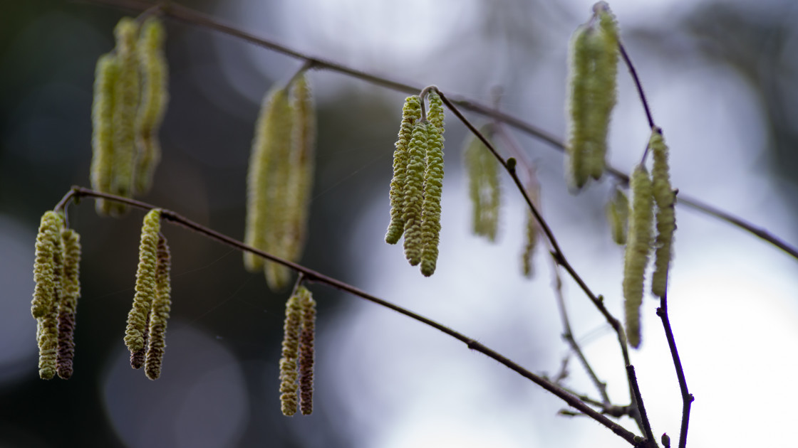 "Hazel Catkins" stock image