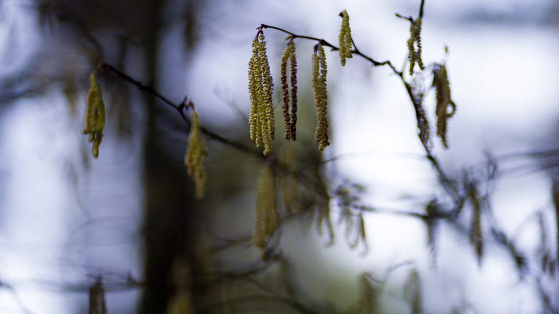 "Hazel Catkins" by Gordon England - $12.56 "Hazel Catkins" stock image