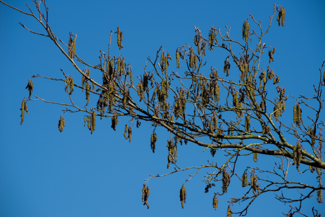 "Alder catkins" stock image