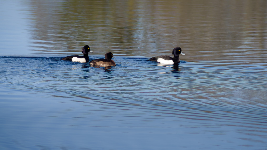 "Tufted Ducks" by Gordon England - $12.55 "Tufted Ducks" stock image