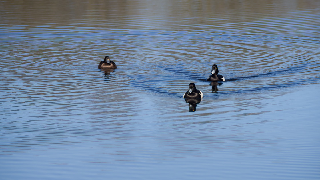 "Tufted Ducks" by Gordon England - $12.19 "Tufted Ducks" stock image