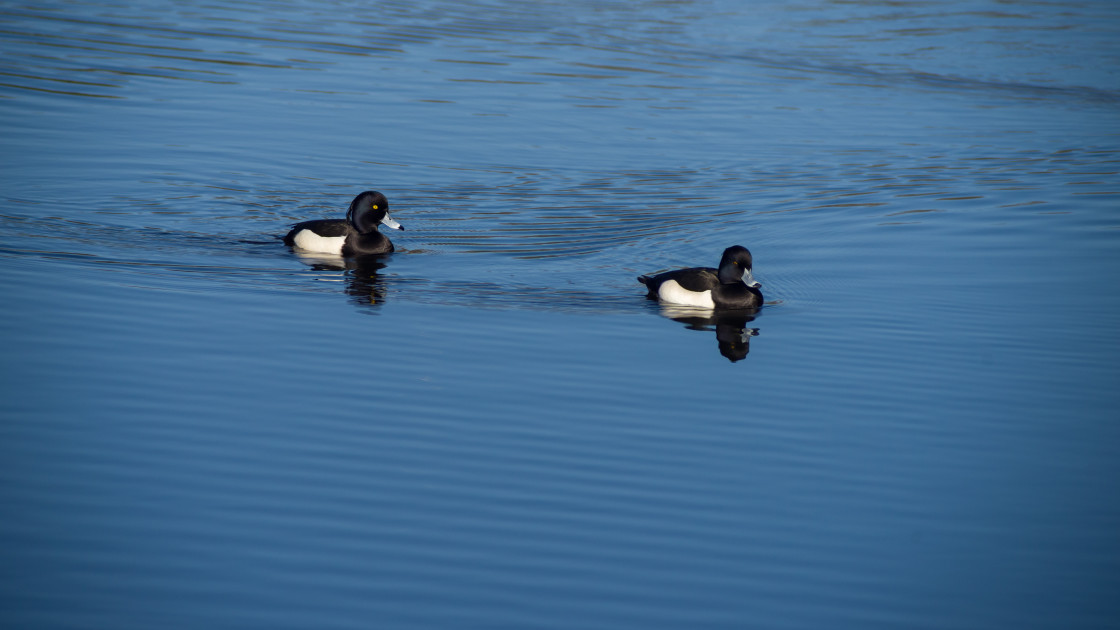 "Tufted Duck" stock image