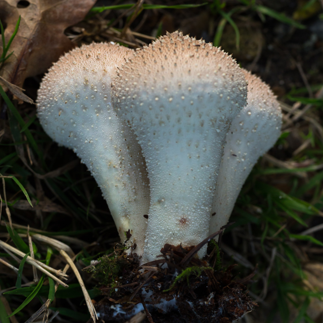 "Common Puffball" stock image