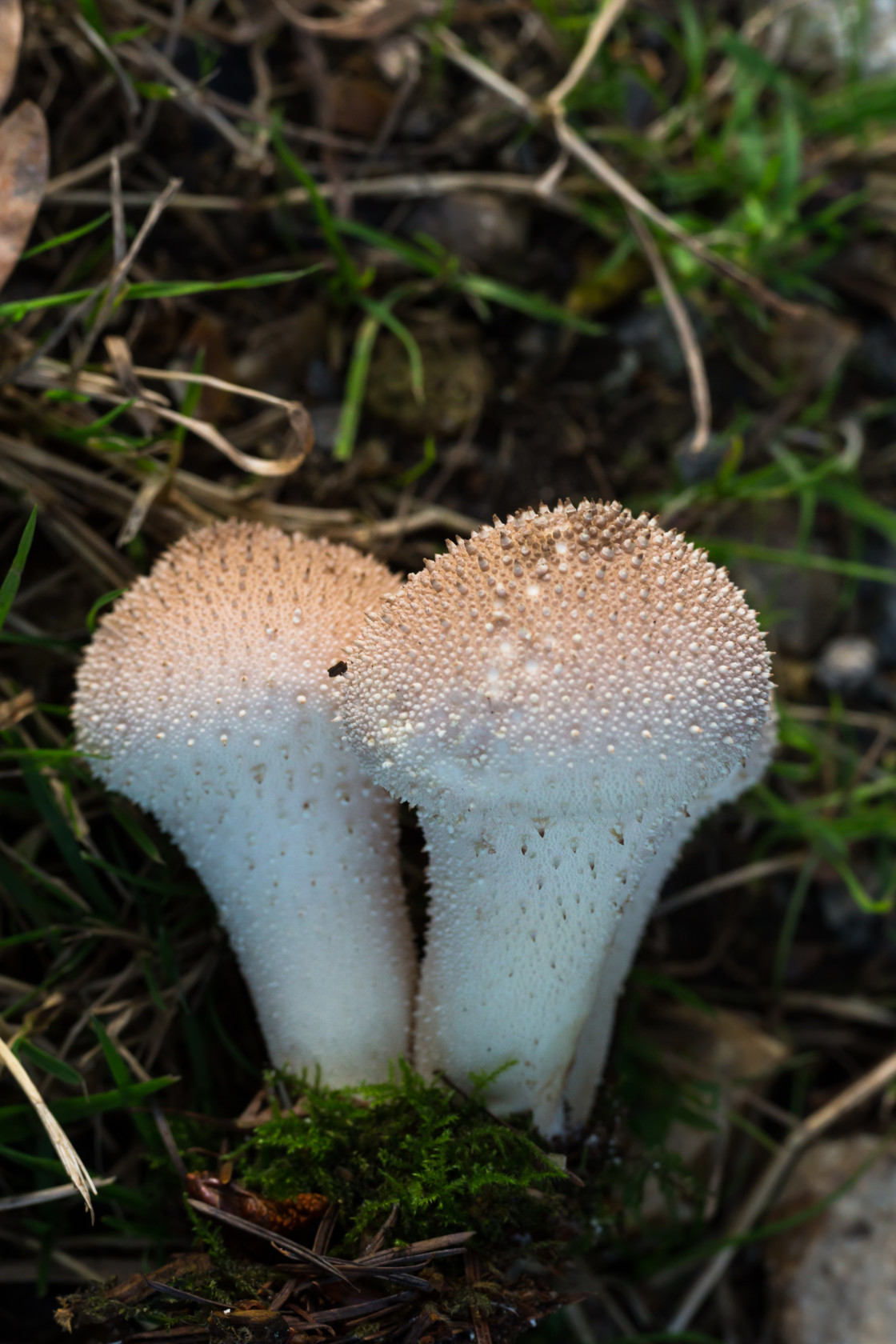 "Common Puffball" stock image