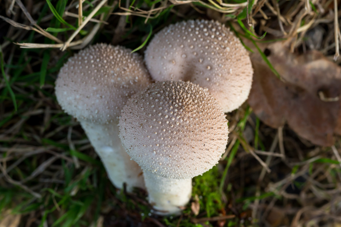 "Common Puffball" stock image