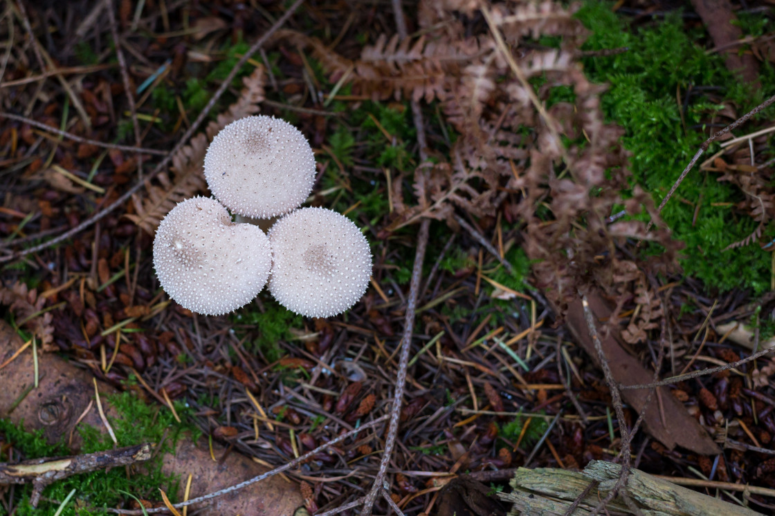 "Common Puffball" stock image