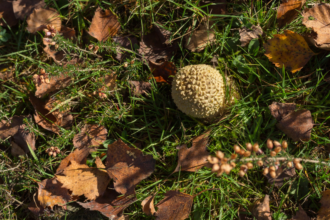 "Fly Agaric" stock image