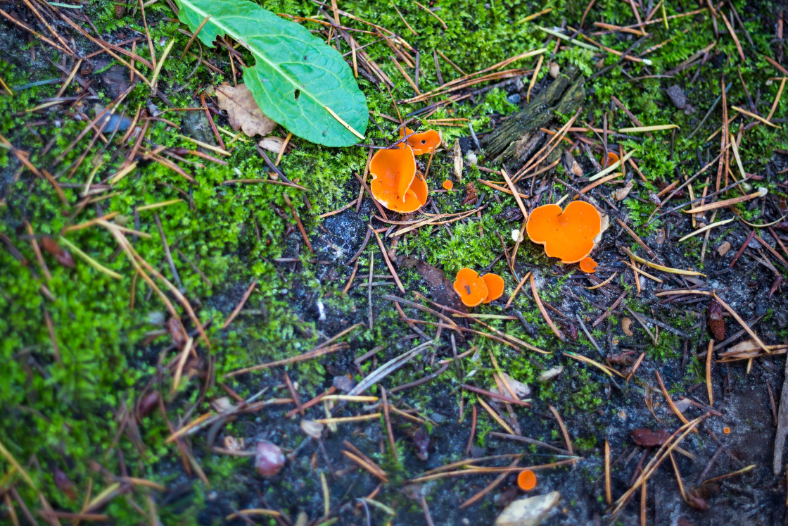 "Orange Peel Fungus" stock image