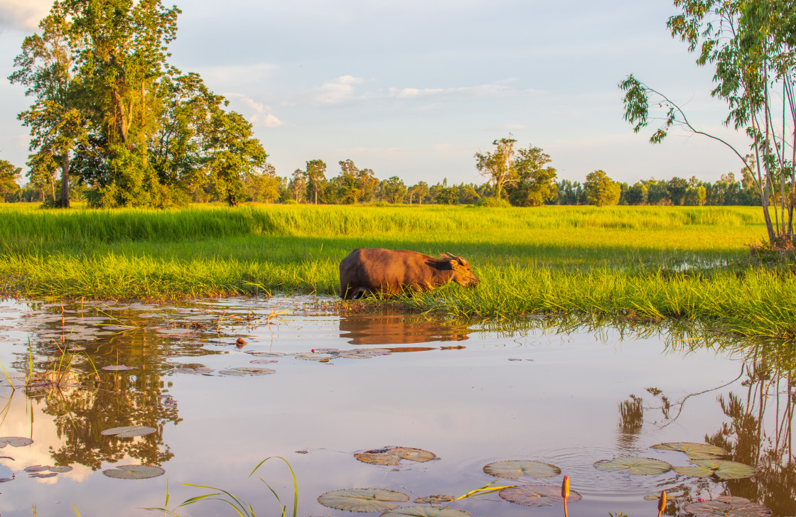 "Thai water buffalo in Isaan somewhere in Sisaket Province Thailand Southeast Asia" stock image