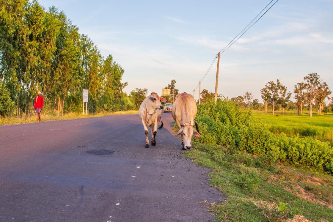 "Thai water buffalo in Isaan somewhere in Sisaket Province Thailand Southeast Asia" stock image