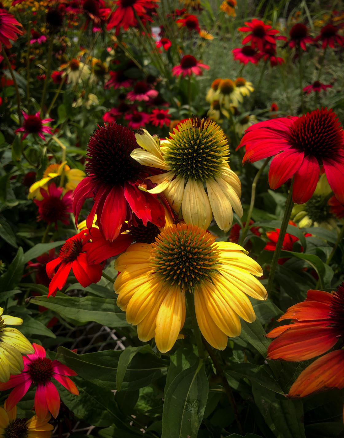 "Colorful Coneflowers" stock image