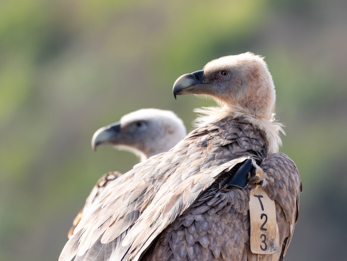 "Griffon vultures.." stock image