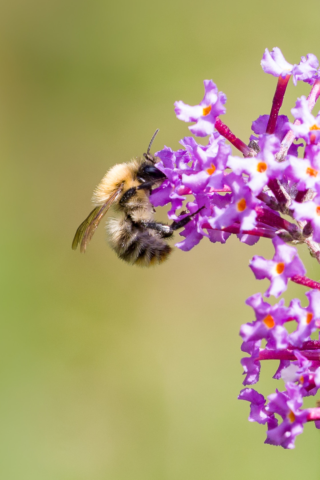 "Carder Bee on Buddleia" stock image